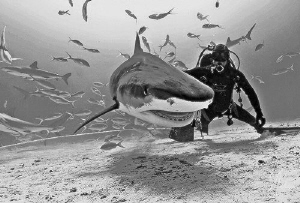 This large Tiger Shark was the first one we encountered o... by Steven Anderson 